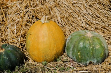 Saman balyalarının önünde üç farklı şekil ve renkte balkabağı düzenlenir. Canlı turuncu ve yeşil balkabakları sonbahar hasadının güzelliğini gözler önüne seriyor, sonbahar için mevsimsel süslemeleri vurguluyor..