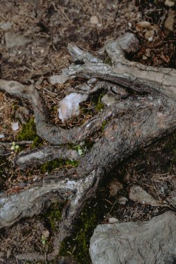 The detailed network of a tree root system emerges from the earth, surrounded by moss and scattered stones in a natural woodland setting. clipart