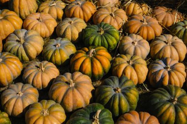 Çeşitli balkabaklarının canlı bir gösterisi sonbahar hasadı sırasında güneşli bir balkabağı tarlasında bulunur. Balkabakları renklerin ve dokuların karışımını sergiliyor, mevsimin güzelliğini vurguluyor..