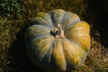 Büyük çizgili bir balkabağı yeşil çimlerin üzerinde parlak, güneşli bir tarlada, altın sonbahar yapraklarının ipuçlarıyla çevrelenmiş bir şekilde bulunur. Hasat mevsiminin mükemmel bir temsili..