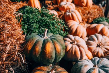 Bir tarım pazarında saman balyaları arasında çeşitli şekil ve renklerde canlı bir balkabağı çeşidi sergilenir. Bu canlı sonbahar sahnesi hasat mevsiminin özünü yakalar ve ziyaretçileri şenlikli atmosferin tadını çıkarmaya davet eder..