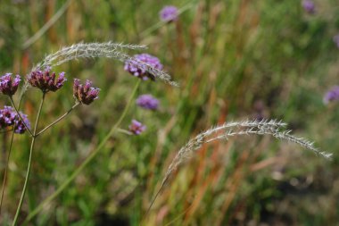 Canlı bir manzara, zarif otların yanında açan mor çiçek kümelerinin ılık güneş ışığında yavaşça sallandığını gösteriyor. Sahne, güneşli bir günde doğanın huzurunu yakalar..