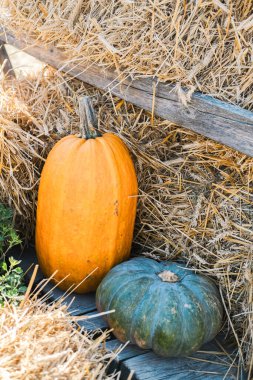 İki balkabağı, bir portakal ve bir koyu yeşil, saman balyalarının yanında oturup sonbaharın özünü yakalıyorlar. Güneş ışıl ışıl parlıyor, balkabaklarının canlı renklerini ve kırsal çevresini aydınlatıyor..