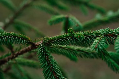 Çam ağacı dalları taze yeşil büyüme sergiler. Bahar mevsiminde sakin bir ormanda doğanın güzelliğini vurgularlar..