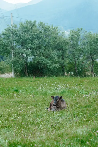 Yavrular canlı bir çayırda dinleniyor, kırsal manzaranın ortasında huzurlu bir anın tadını çıkarıyorlar..