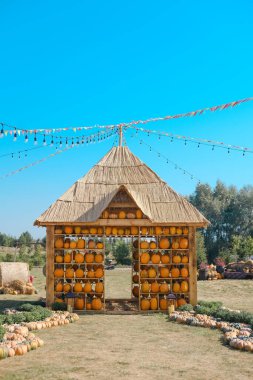 Büyüleyici bir hasat sergisi, parlak turuncu balkabağı sıralarını, şenlikli ışıklarla süslenmiş ahşap bir yapıya karşı sergiliyor. Bu davetkar çiftlik ortamı sonbaharın özünü yansıtıyor..