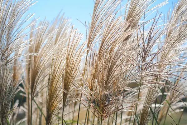Uzun altın çimenler, açık mavi bir gökyüzünün altında ılık meltemde yavaşça sallanarak, öğleden sonranın sükunetini yakalıyorlar. Güneş ışığı onların narin dokularını vurgular ve sakin bir atmosfer yaratır..