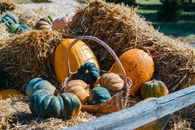 Canlı bir balkabağı ve kabak gösterisi saman balyalarının üzerinde duruyor ve kırsal bir alanda güzel bir sonbahar manzarası yaratıyor. Sonbaharın ılık renkleri doğal ortamda vurgulanır..