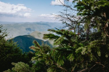 Çam ağaçları, açık mavi gökyüzünün altında yuvarlanan dağların panoramik bir görüntüsünü oluşturur ve kırsal kesimdeki doğanın güzelliğini gözler önüne serer..