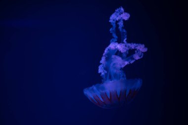 A translucent jellyfish moves elegantly through deep blue water, surrounded by soft lights. clipart