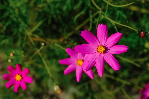 stock image Bright pink flowers flourish amidst lush greenery, capturing the beauty of nature on a sunny afternoon.