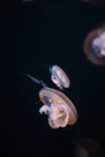 stock image Jellyfish glide through dark waters, showcasing their transparent bodies and graceful movements.