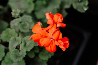 Parlak turuncu çiçek kümesi yemyeşil yapraklardan çıkar ve bahçe ortamında çarpıcı bir kontrastlık yaratır..