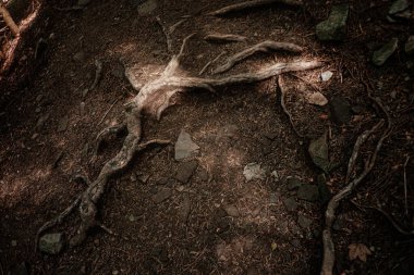 Ağaç kökleri kayalık arazide kıvrılarak sakin orman zemininde benekli güneş ışığı altında doğal bir desen oluşturur..