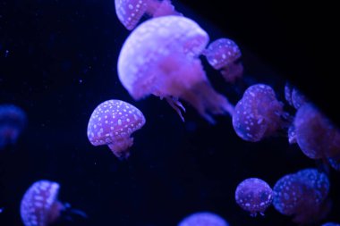 Neon mavi su, zarif denizanalarına ev sahipliği yapar. Şeffaf vücutları zarifçe süzülür..