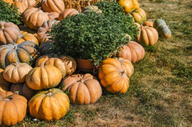 Çeşitli boyutlarda renkli balkabakları canlı yeşil bir bitkinin yanına yerleştiriliyor ve kırsal bir çiftlikte pitoresk bir sonbahar gösterisi yaratıyor. Mevsimsel cazibeyi vurgulayarak, ortam sıcak güneş ışığıyla aydınlanıyor..