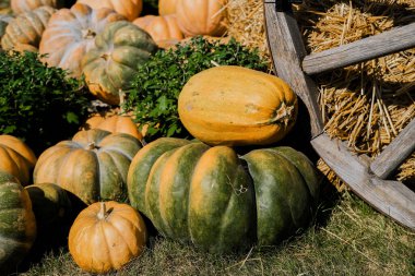 Yeşillik ve yemyeşil tonlarda çeşitli balkabakları yemyeşil ve saman balyalarının yanına istiflenmiştir. Güneş ışığı, sonbahar hasadının özünü çağrıştıran sahnenin üzerine ılık bir parıltı saçar..