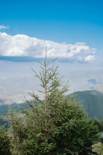 stock image A vibrant conifer stands prominently against a backdrop of rolling mountains and blue skies, showcasing nature's beauty and tranquility.