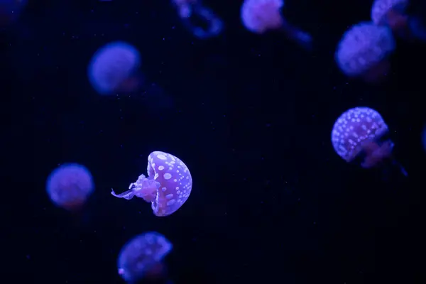 stock image Tiny jellyfish drift through the water, illuminated in a serene blue glow.