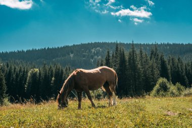 Bir at sakince otlar yemyeşil bir çayırda, çerçevelenmiş ağaçlarla ve berrak mavi gökyüzüyle..