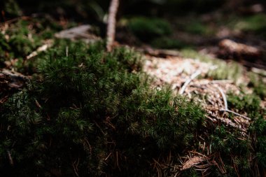 Canlı yeşil yosunlar, ağaçların arasından süzülen yumuşak gün ışığıyla aydınlatılan sakin bir ormandaki zemini örtüyor..