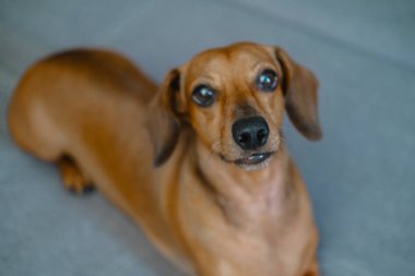 Neşeli bir dachshund halıya uzanır, neşeli kişiliğini ve çekiciliğini sergiler.