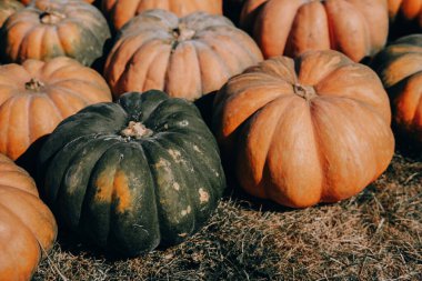 Çeşitli renklerde sayısız balkabağı, kuru otlarla çevrelenmiş, sonbahar hasat mevsiminin güzelliğini gözler önüne sererek, yılın bu zamanının tipik mevsimsel cömertliğini vurguluyor..
