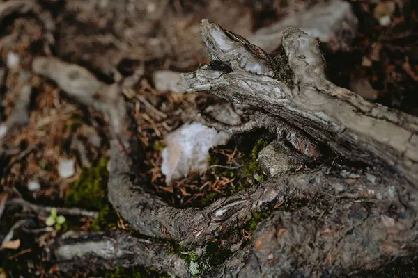 stock image Close-up of tangled tree roots surrounded by rich soil and patches of moss, highlighting nature's textures and earthy colors.