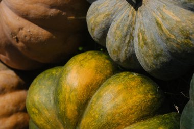 Farklı kabak türleri, canlı renkler ve eşsiz şekiller, yerel bir çiftçi pazarında sıcak sonbahar güneşi altında bir araya gelerek ziyaretçileri taze ürünleri keşfetmeye davet ediyor..