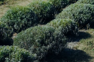 Canlı bir lavanta çalısı sergisi kırsal bir bahçede gelişiyor ve zengin yeşil yapraklarını sergiliyor. Günbatımının keyfini çıkararak, rahatlatıcı atmosferi ve harika kokuları arttırır..