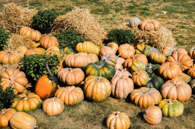 Çimenlerin üzerinde saman balyalarıyla çevrili çeşitli şekil ve renklerde sayısız balkabağı düzenlenir. Sahne, mevsimsel şenlikler için mükemmel sıcak ve güneşli bir atmosferle sonbaharın özünü yakalıyor..