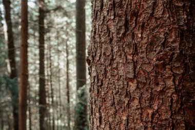 Ağaç gövdesinin dokusu belirgin bir şekilde bulanık bir orman zeminiyle gösterilir. Gündüz vakti doğanın karmaşık desenlerini vurgular..