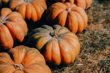 Canlı turuncu balkabakları bir sonbahar çiftliğinde kuru toprakta oturur ve hasat mevsiminin güzelliğini ön plana çıkarırlar. Sıcak güneş ışığı dokularını ve renklerini vurgulayarak ziyaretçileri keşfetmeye davet ediyor..