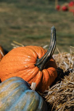 Turuncu ve mavi çeşitleri içeren bir grup balkabağı, açık bir sonbahar gökyüzü altında saman balyaları üzerinde düzenlenir. Ortam şenlikli bir sonbahar atmosferiyle dolu, mevsimsel kutlamalar için mükemmel..