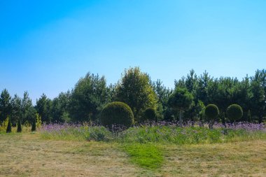 Huzurlu bir bahçe, açık mavi gökyüzünün altında çeşitli titizlikle budanmış çalılar ve canlı mor çiçekler sergiliyor. Huzurlu manzara, doğanın güzelliğini rahatlatır ve eğlendirir..