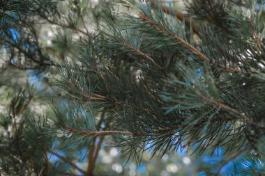 Güneş ışığı, parlak yeşil iğnelerini açık mavi bir gökyüzünün zeminine vurguluyor ve bir çam ağacı dalları kümesinden süzülüyor. Bu huzurlu an doğanın güzelliğini yakalar..