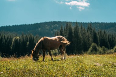 Güneşli bir günde arka planda çam ağaçları olan canlı bir çayırda bir at huzur içinde otlanıyor..