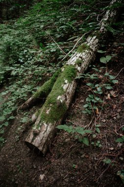 Devrilmiş bir ağaç orman zemininde uzanır, yüzeyi parlak yeşil yosunlarla süslenir, zengin yapraklar ve doğal güzelliklerle çevrilidir..