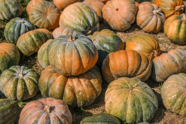Bir tarlada çeşitli balkabağı koleksiyonu bulunuyor, yeşil ve turuncu renkler sergileniyor. Sahne, canlı yeşillikler ve sağlıklı ekinlerle sonbaharın özünü yakalıyor..