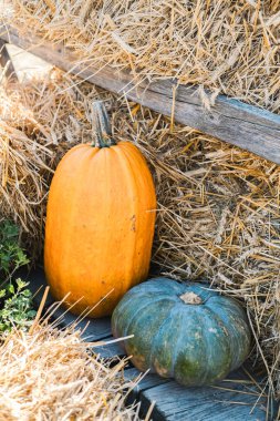 Parlak turuncu ve yeşil balkabakları kırsal bir çiftlik ortamında saman yığınlarının yanına yerleştirilir. Sıcak güneş ışığı canlı renkleri yükselterek neşeli bir sonbahar atmosferi yaratır..
