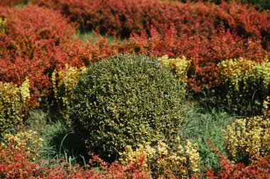 Bahçe, merkezinde kırmızı ve sarı tonlarında zengin renkli çalılarla çevrili mükemmel şekillendirilmiş küresel bir çalı ağacını sergiliyor. Bereketli yeşil çimenler, açık mavi gökyüzünün altındaki canlı yaprakları tamamlıyor..