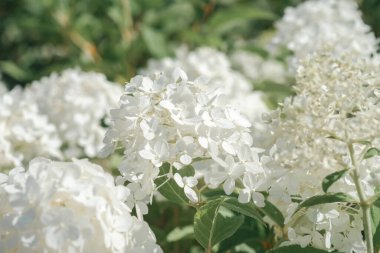 Bereketli beyaz ortanca çiçekleri canlı bir yaz bahçesinde serpilmiş, sıcak güneş ışığıyla yıkanmış. Yeşil yapraklar çiçek açan yaprakları çerçeveler, sakin ve sakin bir atmosfer yaratır..