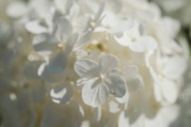 Yakın çekim, yumuşak güneş ışığıyla aydınlatılan narin beyaz çiçek kümelerini ortaya çıkarır. Karmaşık taç yapraklarını ve canlı doğal ortamdaki nazik kıvrımlarını gözler önüne serer..