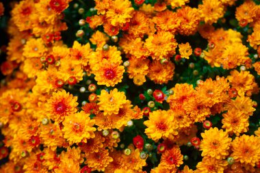 Sonbaharda çiçek açan sarı ve turuncu kasımpatı bahçeyi doldurur..