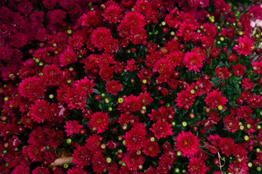 Yoğun bir kırmızı kasımpatı kümesi zengin renklerini sonbahar bahçesinde sergiliyor..