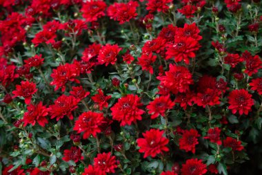 Bahçeyi kaplayan parlak kırmızı çiçeklerin çarpıcı görüntüsü, zenginliklerini vurguluyor..