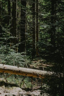 Güneşli bir orman yolu yükselen ağaçlar ve büyük bir kütük içerir, keşif ve sükunet hissi uyandırır..