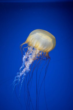 Uzun kolları olan sarı bir denizanası berrak mavi sularda zarif bir şekilde hareket eder..