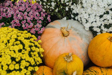 Sonbaharda renkli kasımpatılar ve beyaz çiçekler arasında yuva yapmış çeşitli balkabakları..