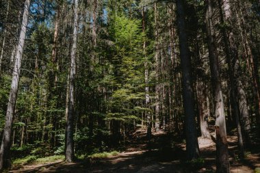 Güneş ışığı, sakin bir ormandaki ağaçların yoğun gölgesinde akar, canlı yeşilliği vurgular ve huzurlu bir atmosfer yaratır..